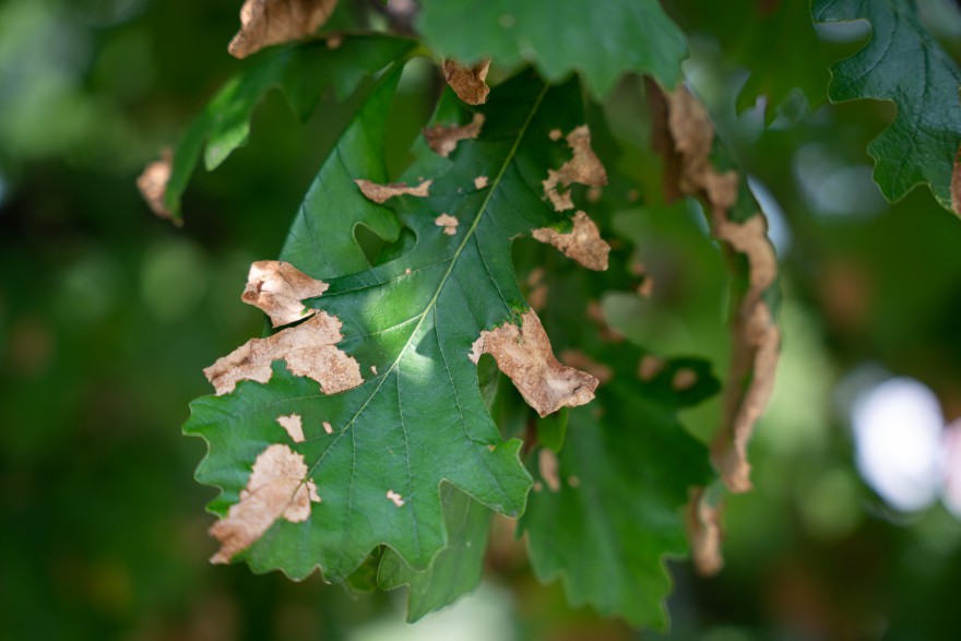 Oak Leaf Blister 6
