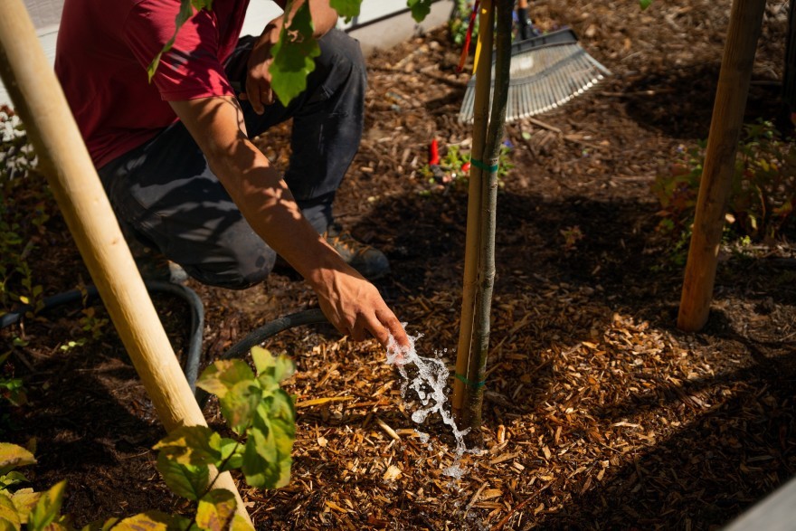 New/Young Tree Watering Guidelines 1
